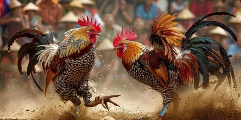 Cách đăng ký và tham gia cá cược đá gà