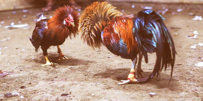 Tìm hiểu tầm quan trọng của việc chọn sàn cá độ uy tín