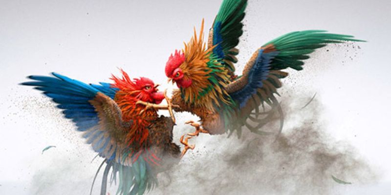 Luật chơi và cách đặt cược đá gà Thomo tại F8bet