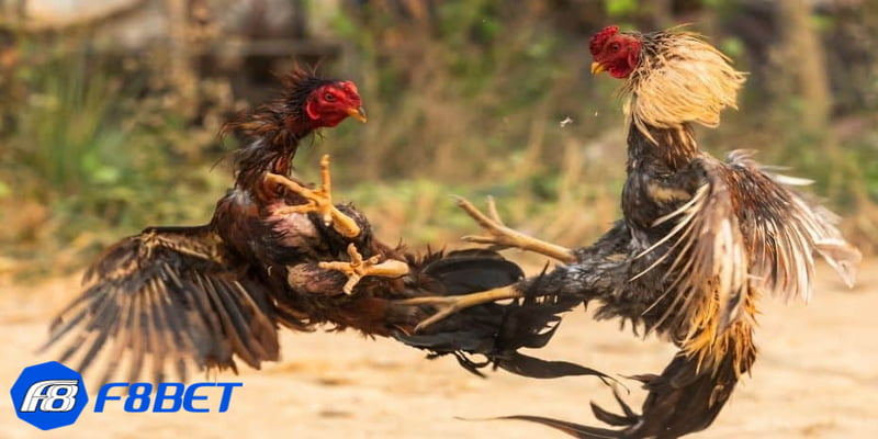 Khái niệm cơ bản đá gà online ăn tiền thật