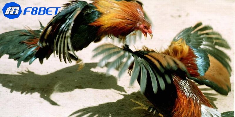 Kinh nghiệm tham gia chơi trong luật đá gà tre