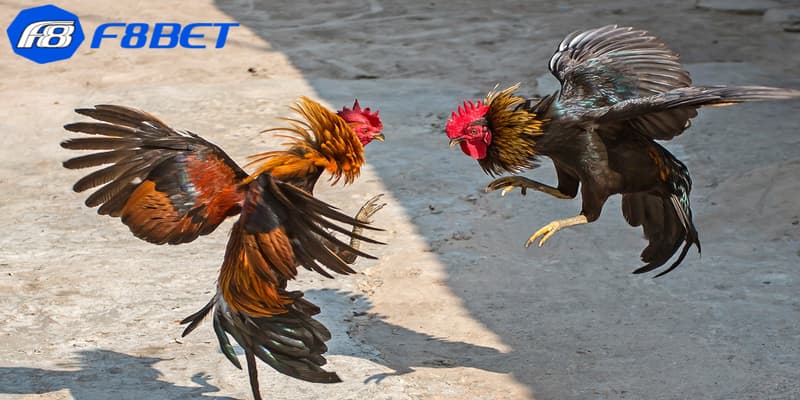 Tổng quát về đá gà tre là thể loại gì