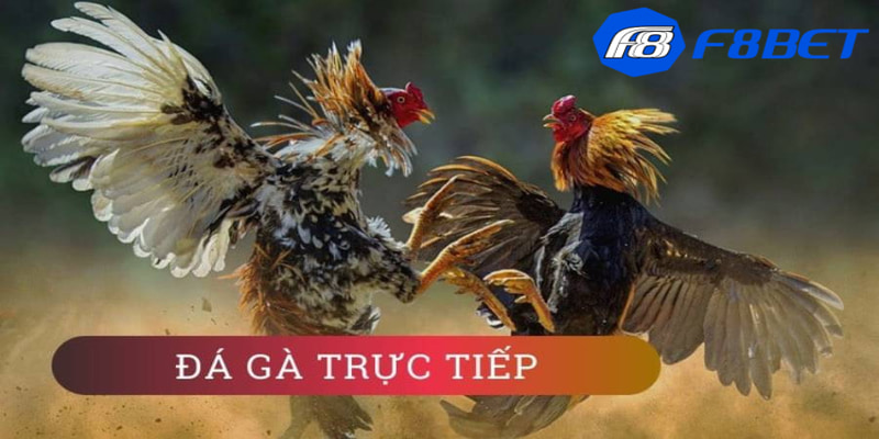 Tổng quan về Meron trong đá gà là gì