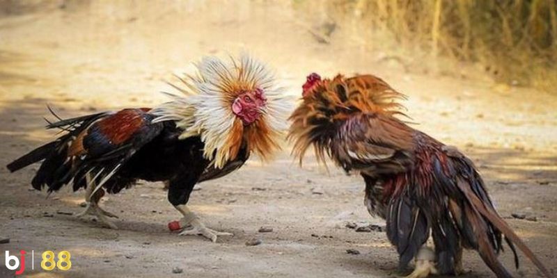 Tham gia đá gà tại nhà cái