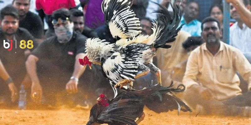 Nhiều hình thức hấp dẫn được cung cấp