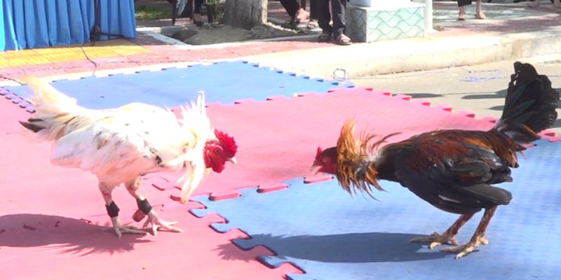 tinh-than-chien-dau-la-yeu-to-khong-the-thieu-khi-dau-ga